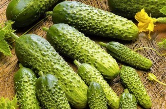 แตงกวาลูกผสม