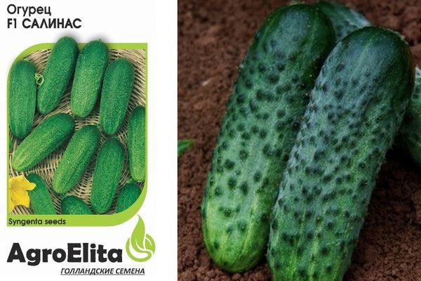 graines de concombre