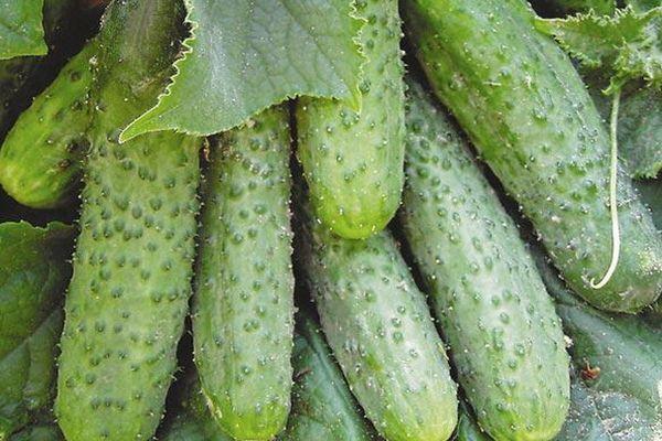 Concombres mûrs