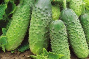 คำอธิบายเกี่ยวกับแตงกวา Salinas F1 การปลูกและการดูแลพันธุ์ลูกผสม