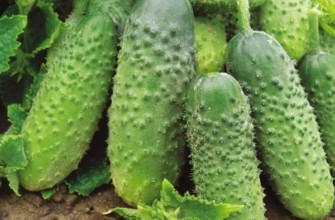 แตงกวาสุก