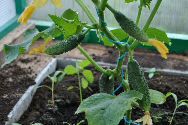 การปลูกแตงกวา