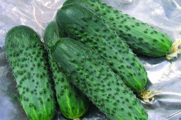 แตงกวาสุก