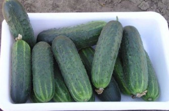 แตงกวาสุก