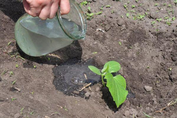 การรดน้ำแตงกวา