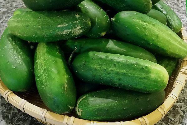 ผลแตงกวา