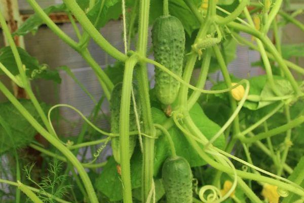 Buissons de concombres