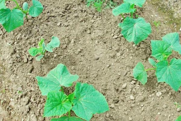 ถั่วงอกแตงกวา