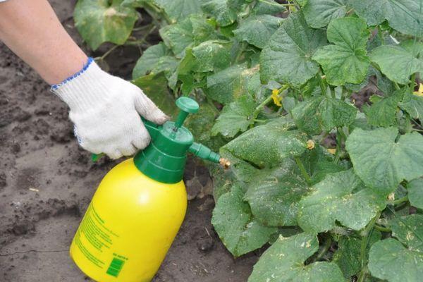 การพ่นยาแตงกวา