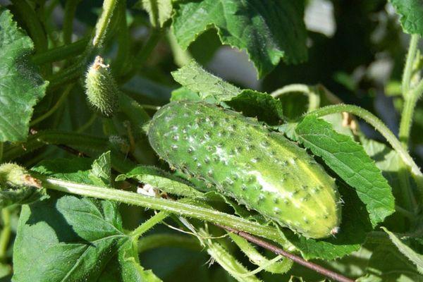 แตงกวาสุก