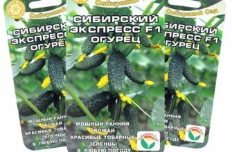 เมล็ดแตงกวา