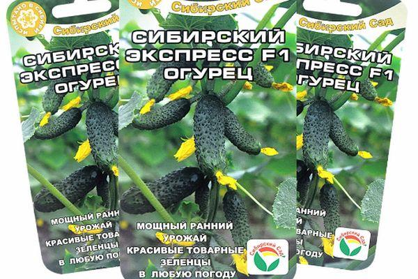 เมล็ดแตงกวา