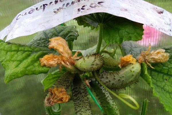 การปลูกแตงกวา