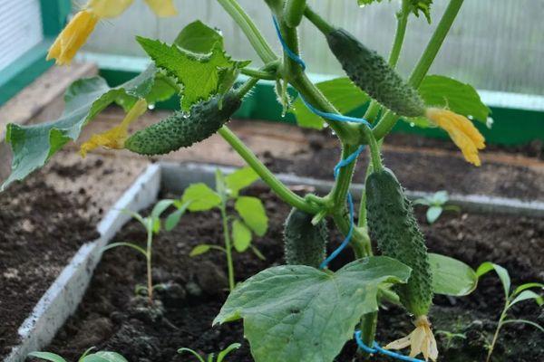 Cultiver des concombres