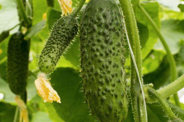 Concombres dans une serre