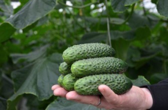 แตงกวาในมือ