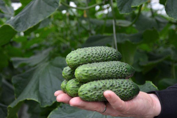 Concombres à la main