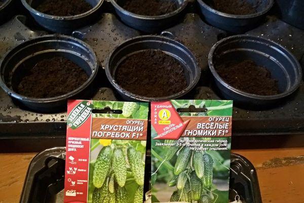 Caractéristiques du concombre Vesyolye Gnomiki F1, culture et récolte