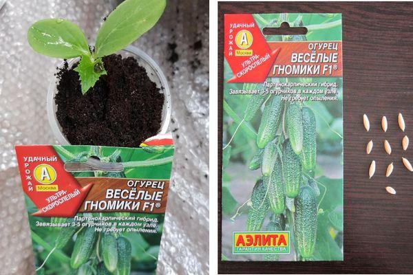 graines de concombre