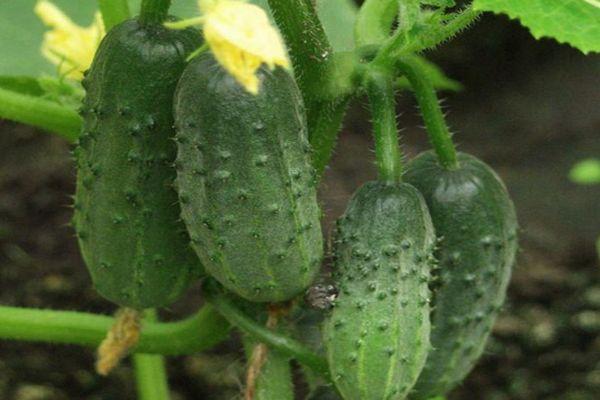 Description du concombre
