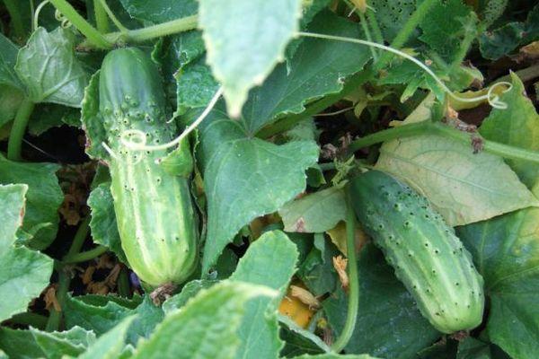 Cultiver des concombres