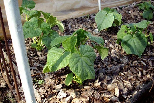 ถั่วงอกในเรือนกระจก