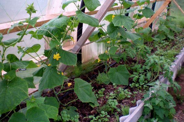 การปลูกแตงกวา