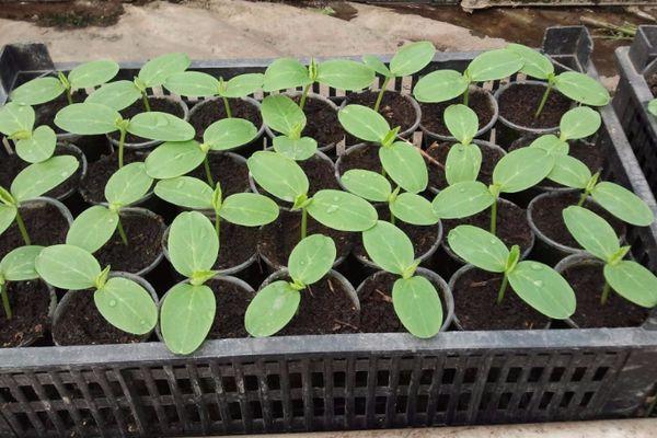 ต้นกล้าแตงกวา