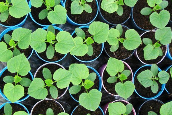 ต้นกล้าแตงกวา