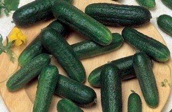 การเก็บเกี่ยวแตงกวา