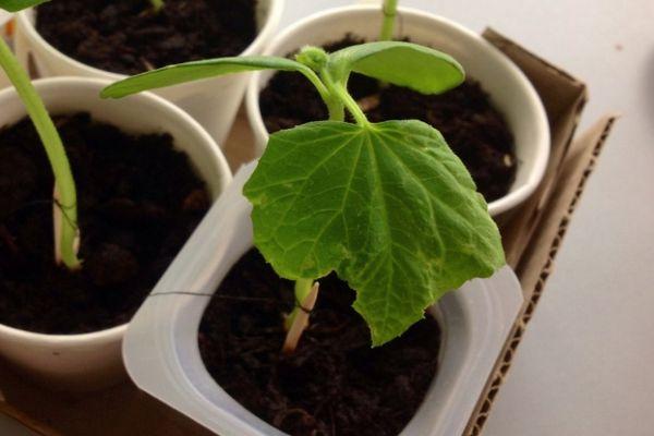 Germer dans un verre