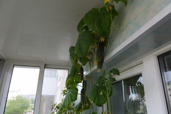 Concombres sur le balcon