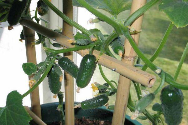 Concombres sur le balcon
