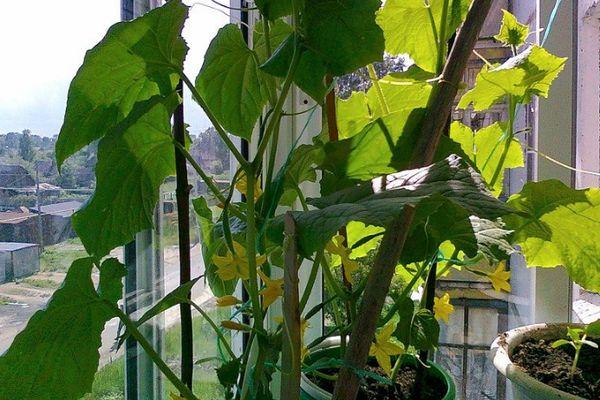 Concombres sur le balcon