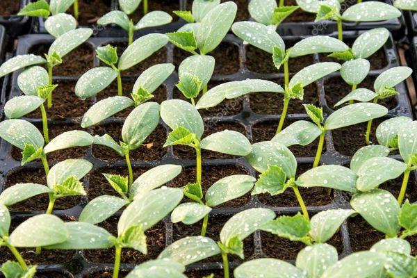 ต้นกล้าในดิน