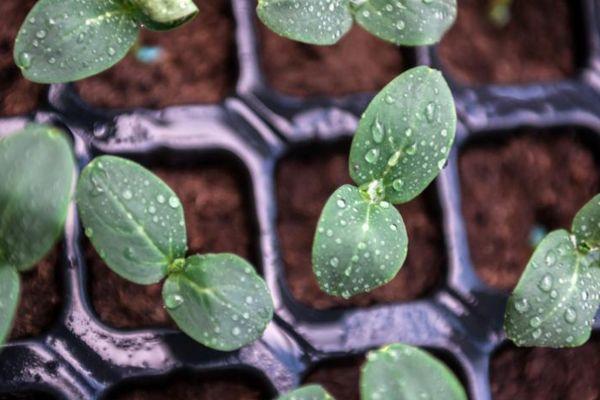 การปลูกต้นกล้า