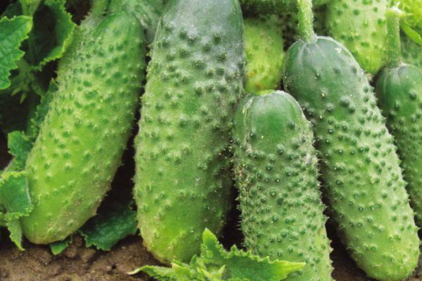 แตงกวาสุก