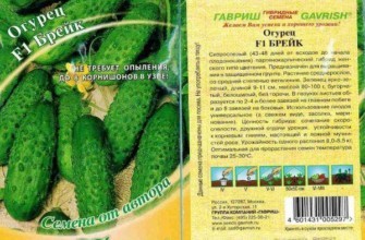 ลักษณะของแตงกวา