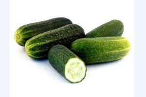 Description des concombres Conductor et spécificités de leur culture en pleine terre