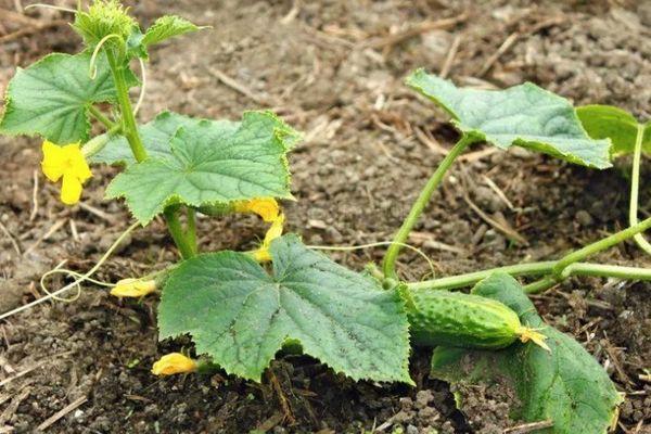 แตงกวาอ่อน