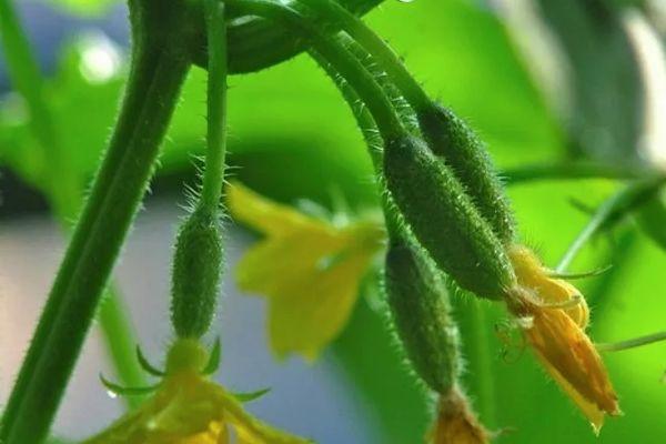 ดอกแตงกวา