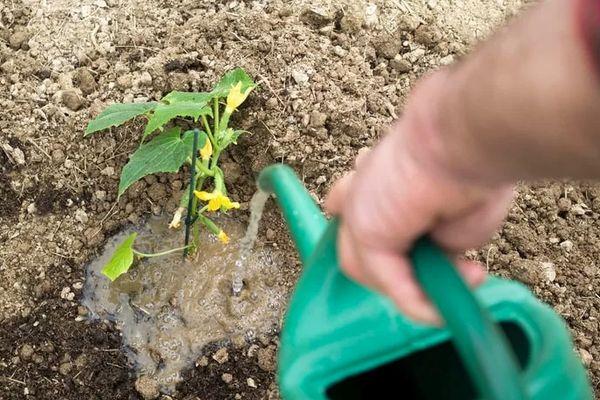 การรดน้ำต้นอ่อน