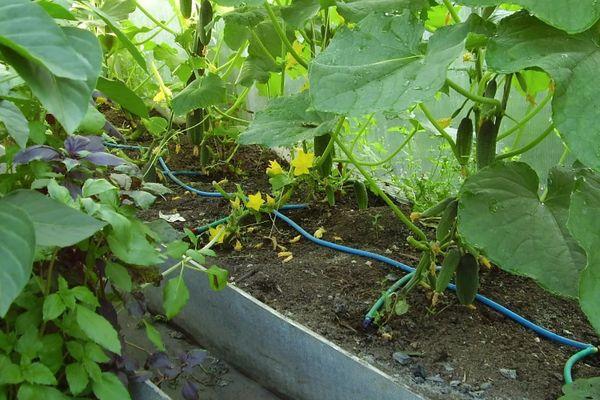 ต้นแตงกวา