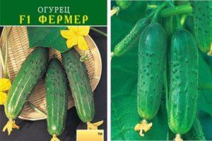 คำอธิบายเกี่ยวกับแตงกวา Farmer f1 และกฎสำหรับการปลูกต้นกล้า