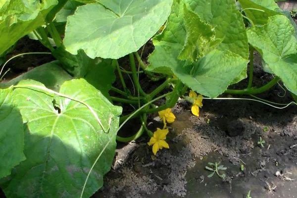 ต้นแตงกวา