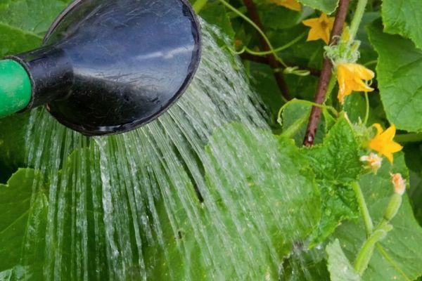 การรดน้ำแตงกวา