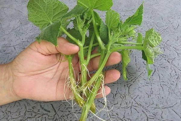 การปักชำแตงกวา