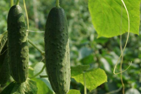 พุ่มไม้ที่มีผล