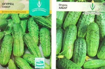 เมล็ดแตงกวา