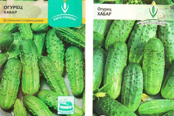 เมล็ดแตงกวา